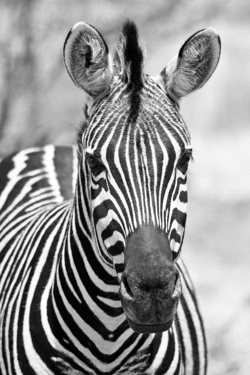 Journey Through Africa-01