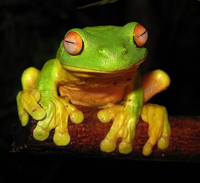 frog1