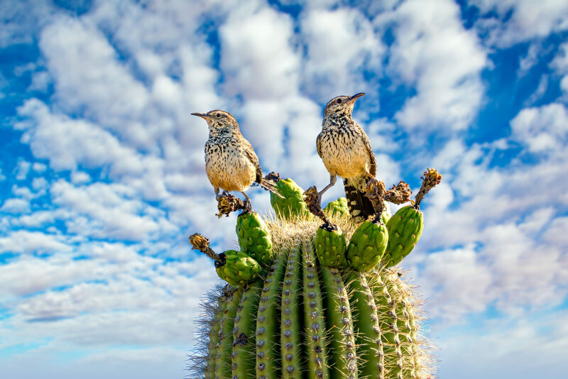 jay Pierstorff Cactus-Wrens-with-Clouds