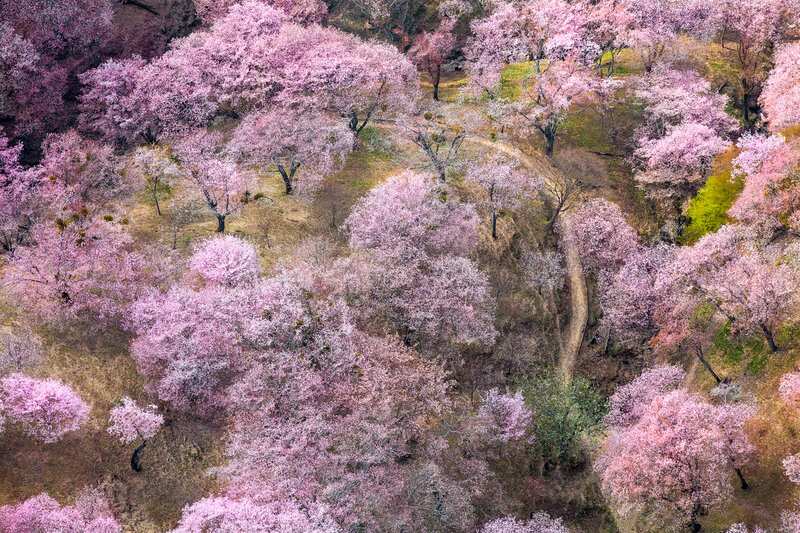 Donn Delson's aerial image of pink floral trees
