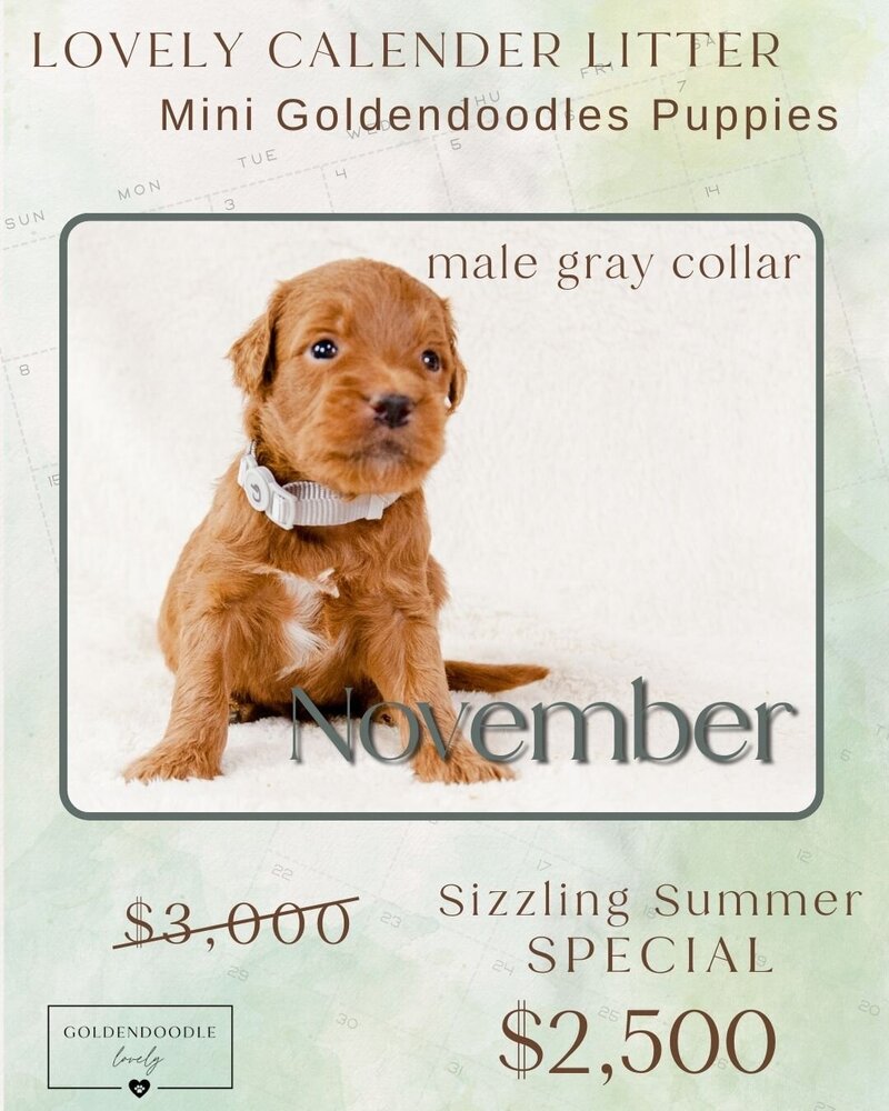 Calendar Gray Nov Male