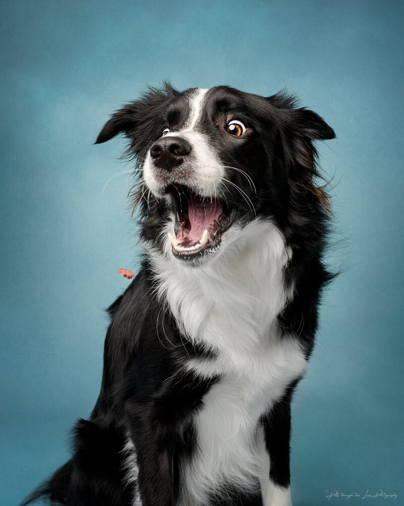 A black and white Border Collie catching treats mid air during a studio photoshoot