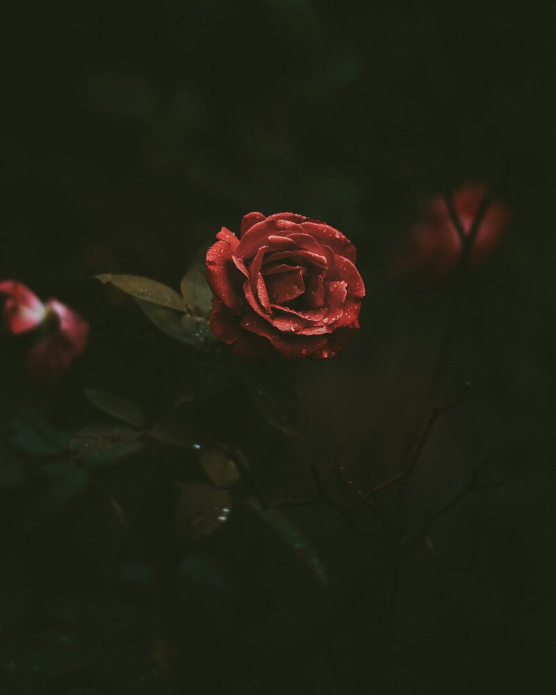 milosh-tonchevski-D0WEUa0YFew-unsplash
