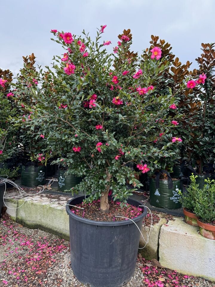 Camellia hiemalis - Camellia Hiyru - Mature Hedges & Screens Sydney