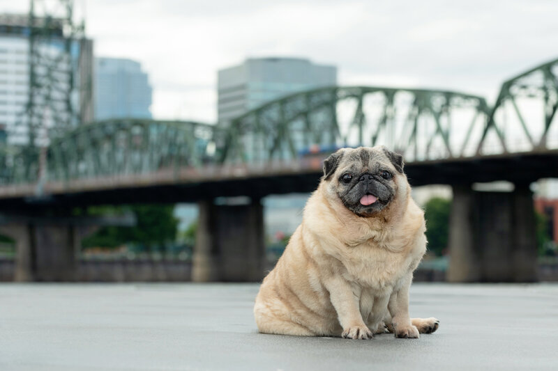 fluffy pug on dock
