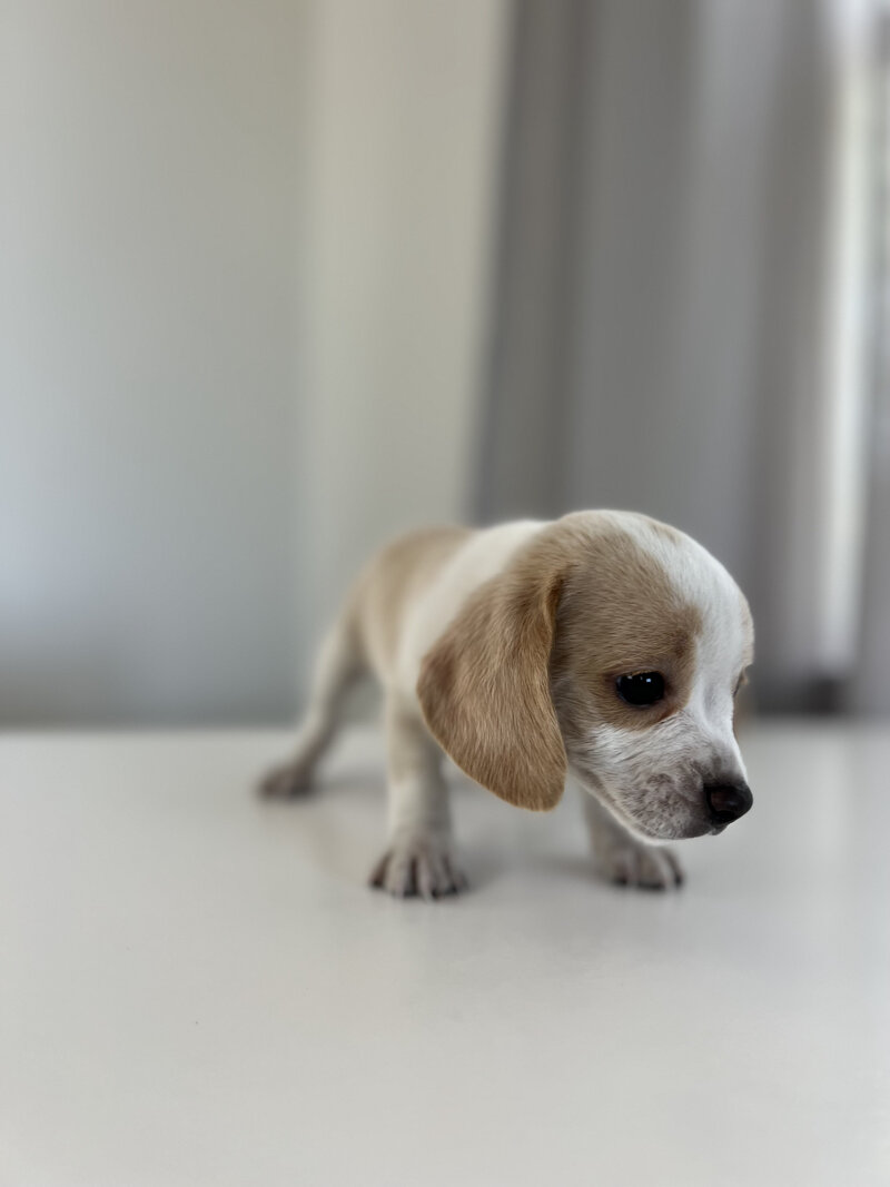 Pocket Beagle Puppies For Sale