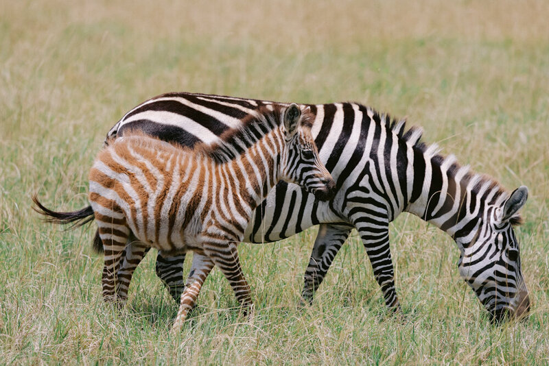 safariedited-467