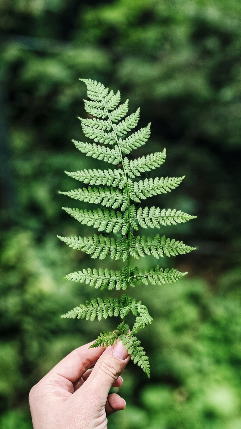 Green fern leaves