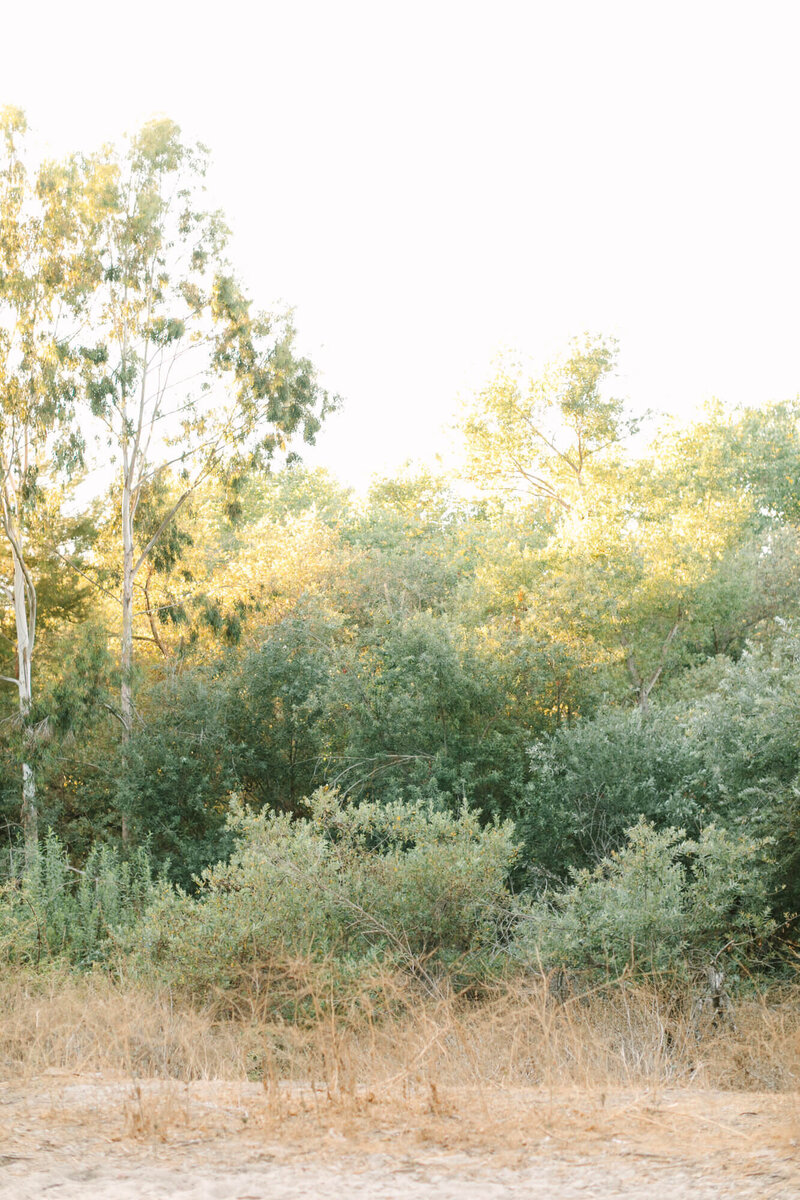 trees and dried grass landscape photo