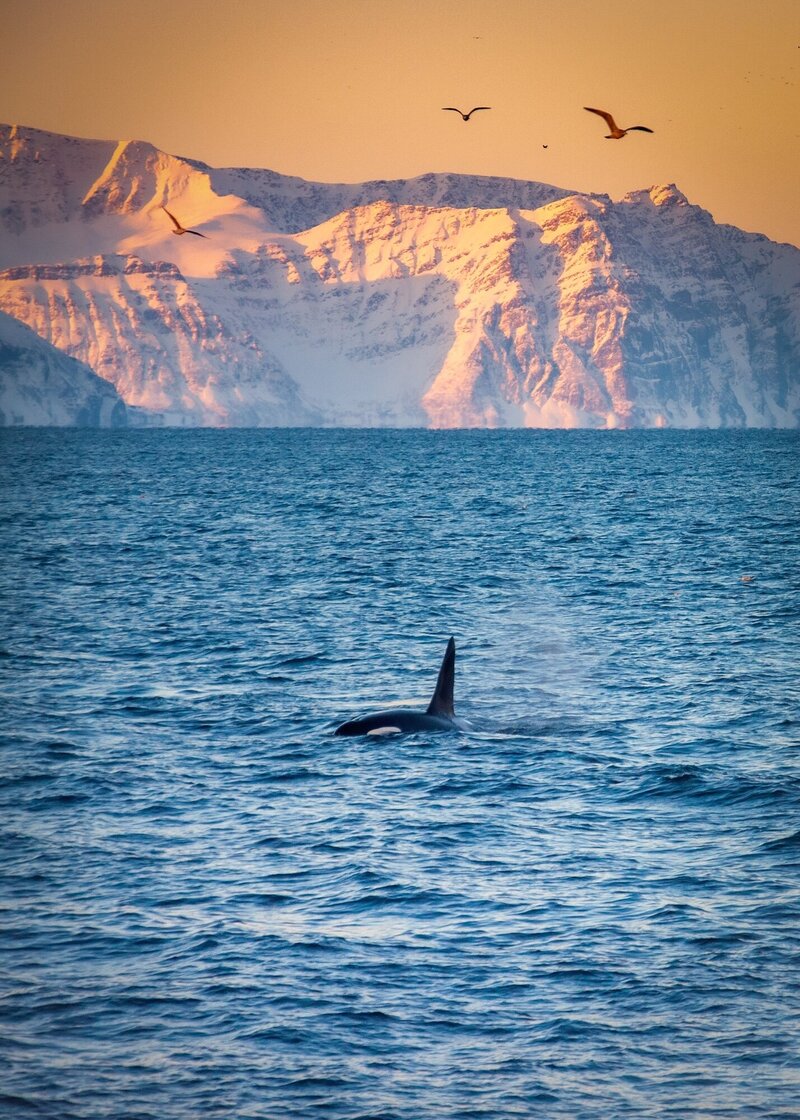orca in the wild in Norway during winter