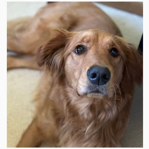 Adventure photographer shares life and travels with her dog, documenting love stories as a duo.