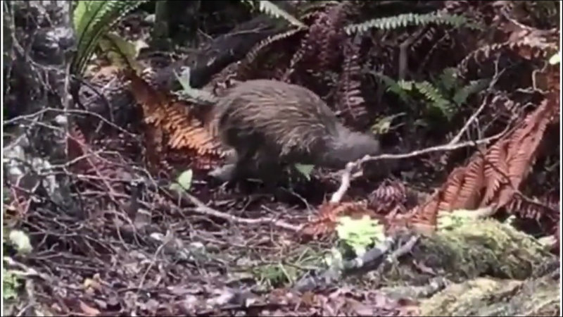 Kiwi in the bush at Stewart Island, New Zealand