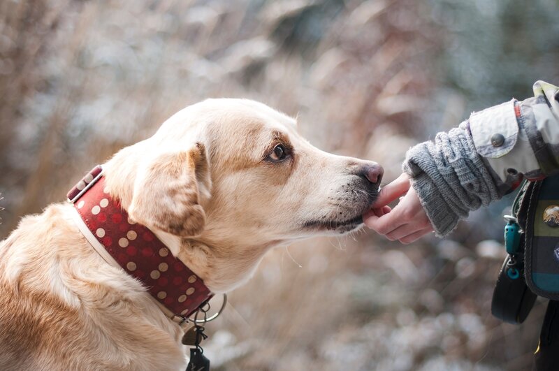 dog-1861839
