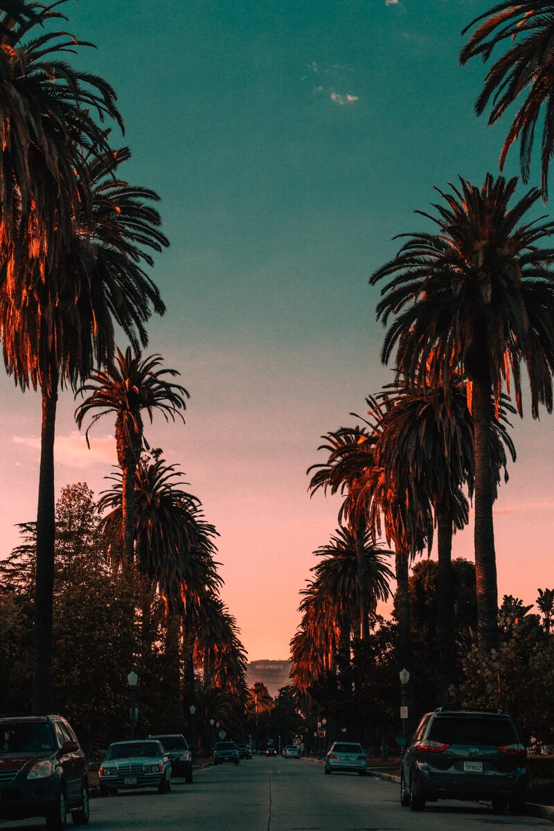 pink sky with palmtrees