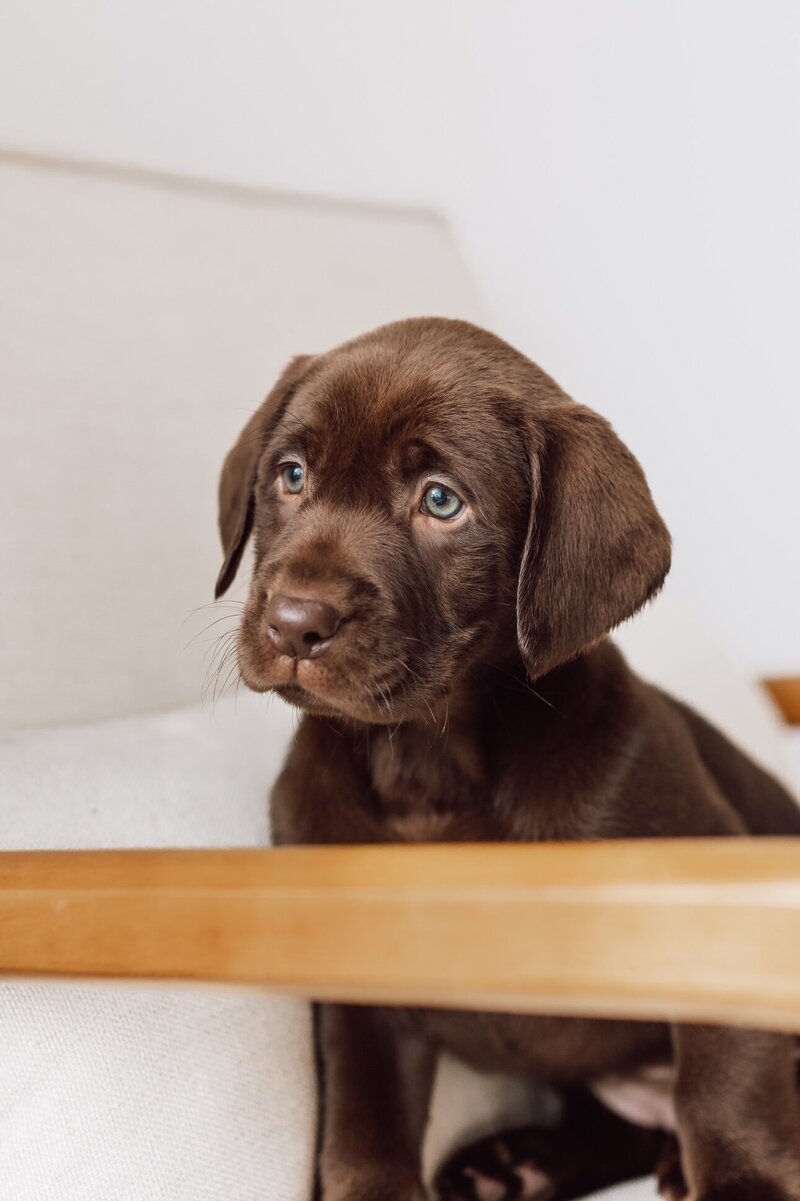 Labrador Retriever Puppy in Suitcase
