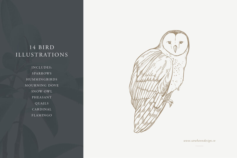 Bird_Illustrations_-_Hand-Drawn_Vectors_-_Sarah_Ann_Design3