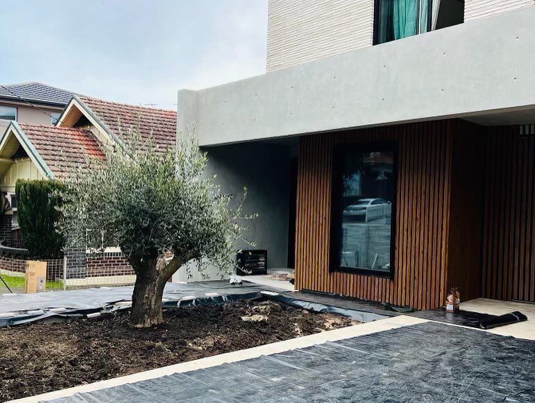 Go Green Nurseries - Olive Tree