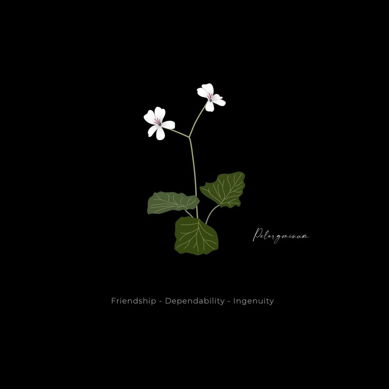 Pelargonium on Black@2x-20