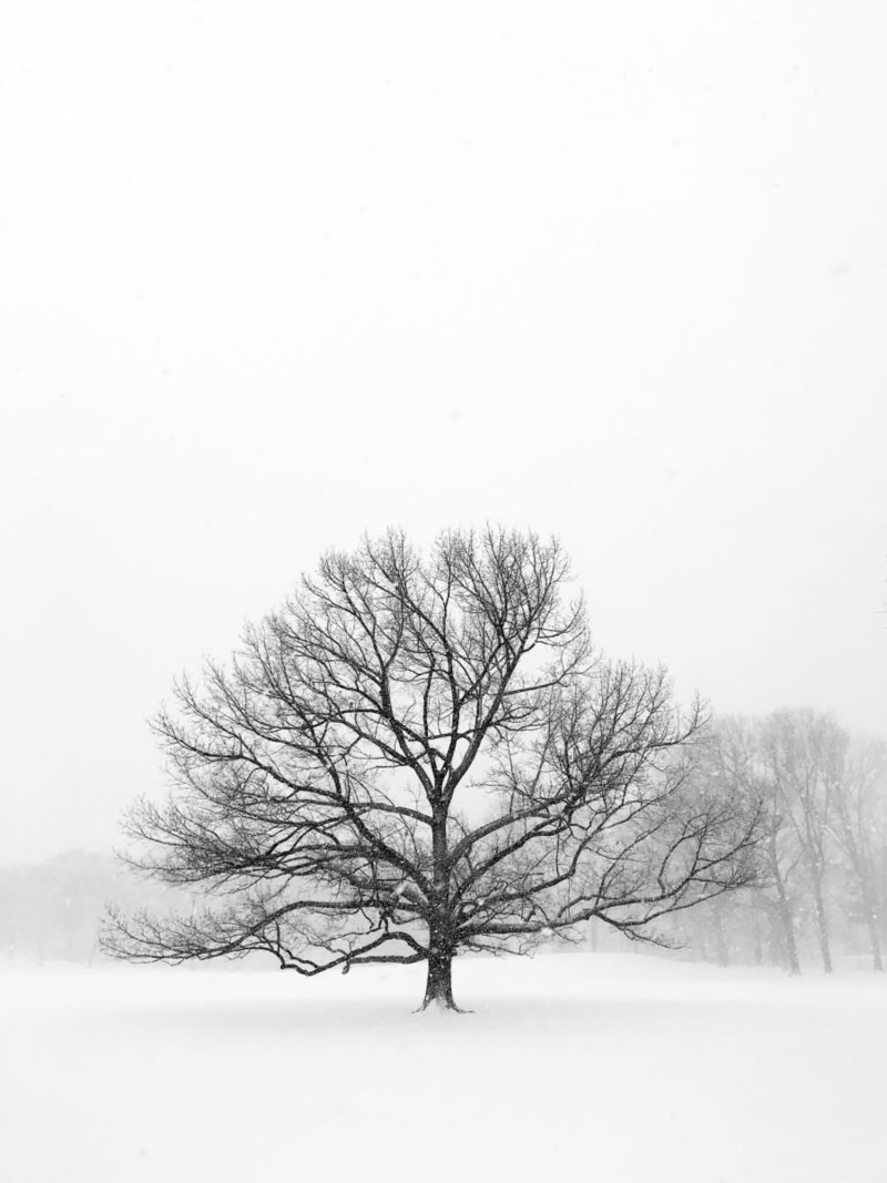 snowy central park photos