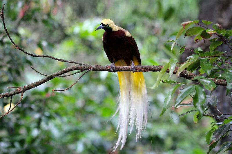 Papua New Guinea—Lesser Bird-of-paradise © Kurit Afshen-shutterstock_1164225439