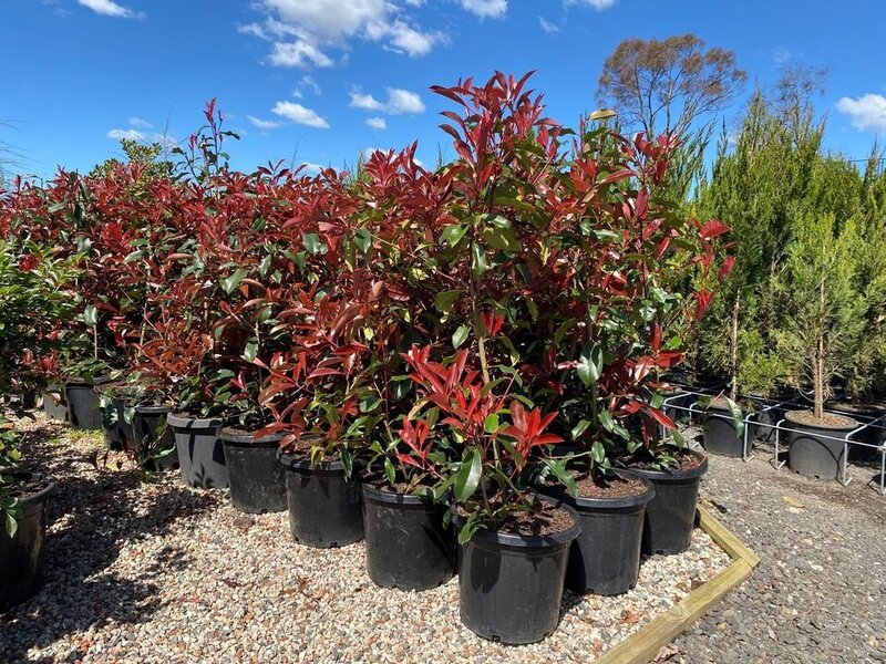 Photinia Red Robins - Photinia x Fraseri - Mature Hedges & Screens Sydney