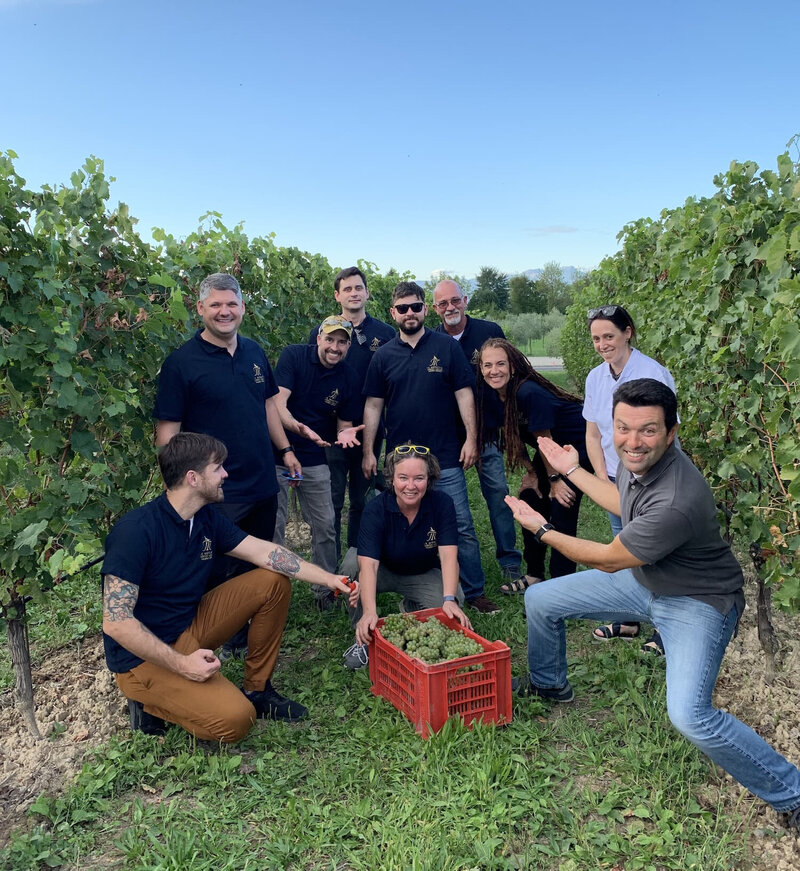 Italy vineyard harvest experience