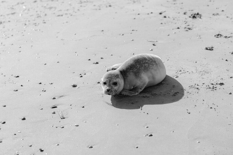 Sandy Seal N.1