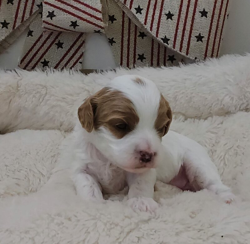 Daisy F1