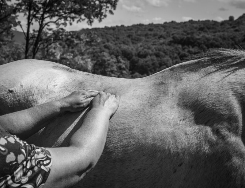 Equine Bodywork Hands on Horse's back 