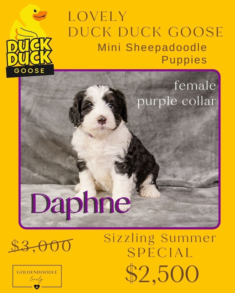 Duck - Purple Daphne Female