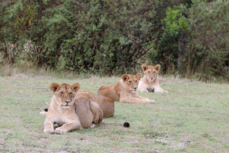 safariedited-151