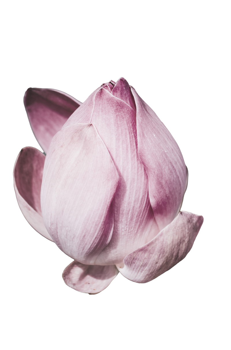 lotus flower