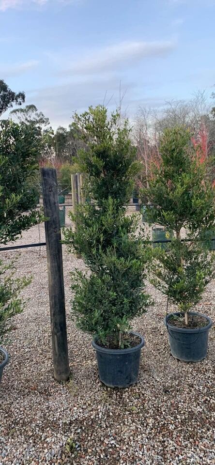 Acmena Smithii Minor - Lilly Pilly Common - Go Green Nurseries