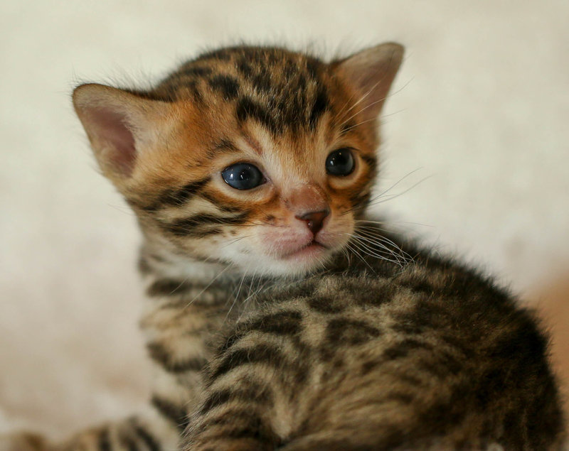 Bengal cat breeder in California , North America