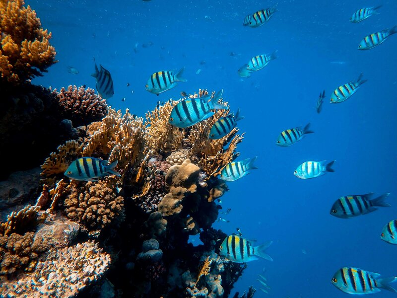 Image of black and white striped fish swimming near a reef