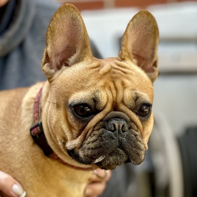 Close-up of female French Bulldog’s face with gentle eyes