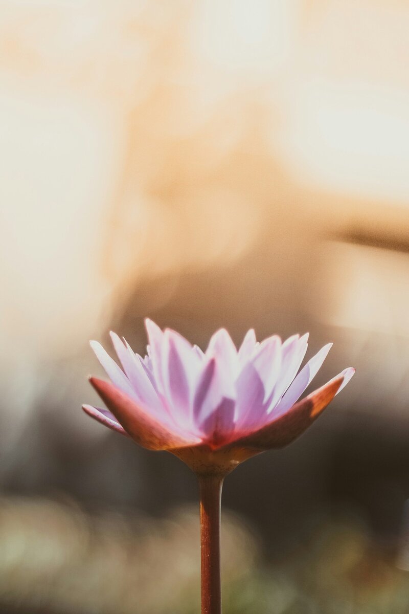 pink lotus flower