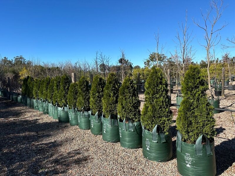 THUJA OCCIDENTALIS 'SMARAGD' - northern white cedar conifers sydney