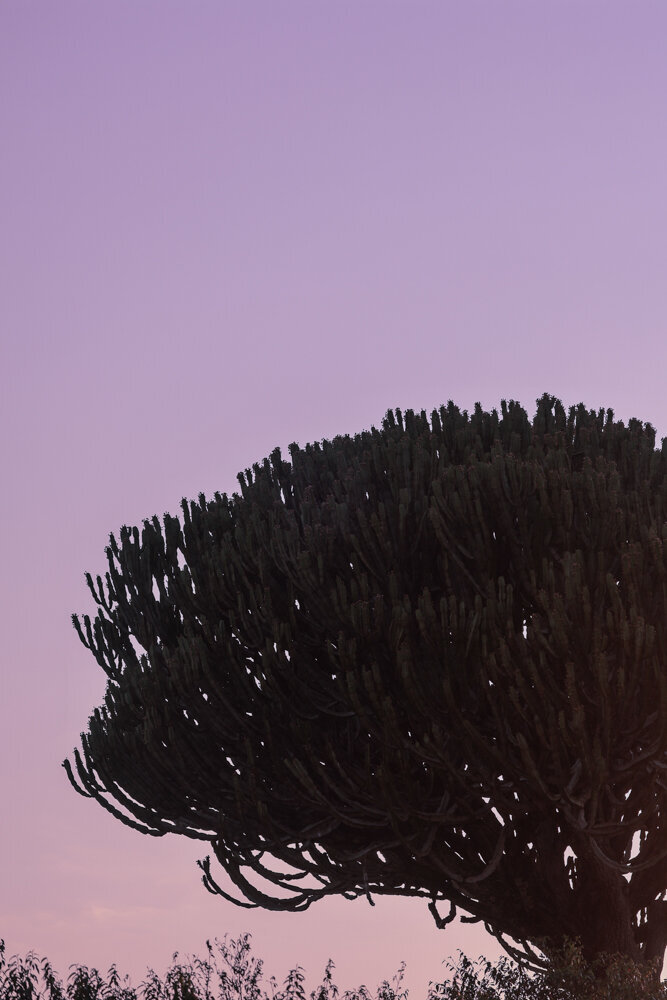 safariedited-237