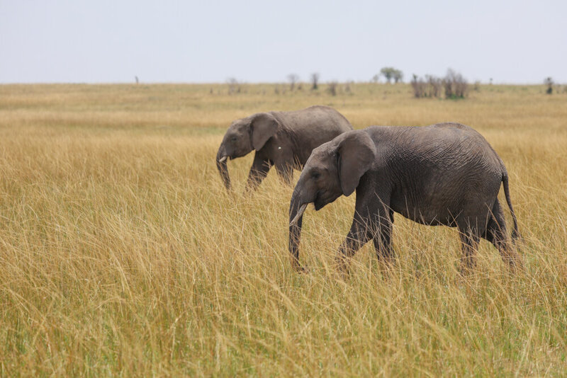 safariedited-205