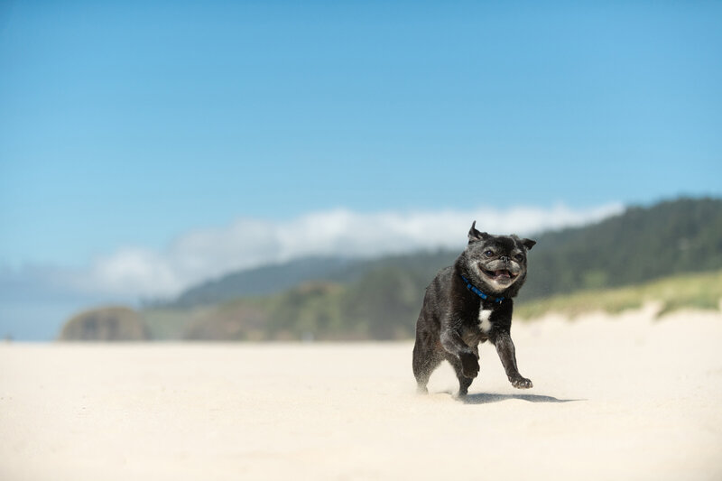 pug running on beach