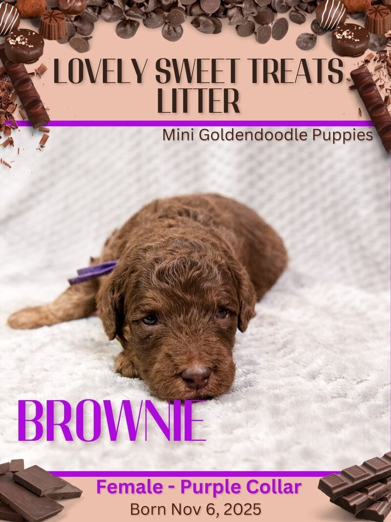 Sweet Treats - Purple Brownie Female