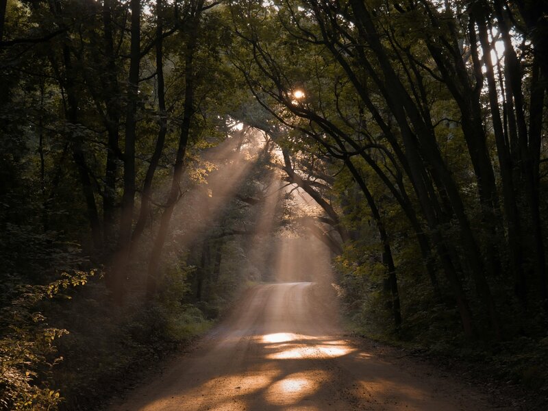 Image of a dirt road through a tree pass at sunset