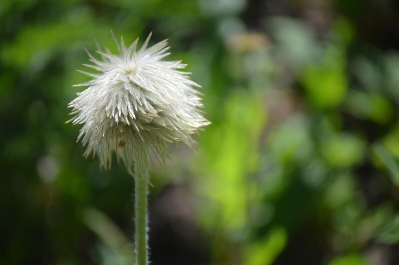 Close-up photo of a puffy white flower in the Pacific Northwest.