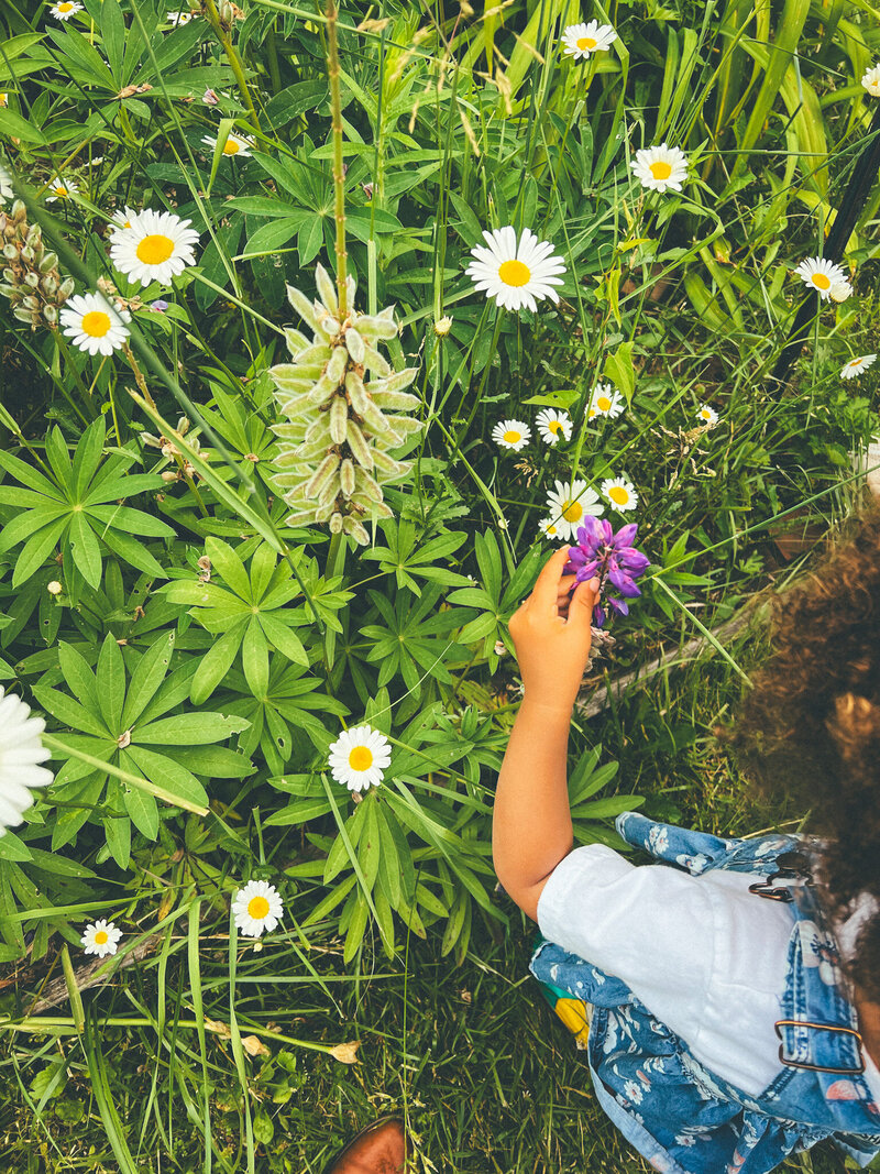 A child’s hand gently reaching for a flower, symbolizing curiosity and the hands-on learning approach at Brave Nature School, where nature is integrated into everyday discovery.