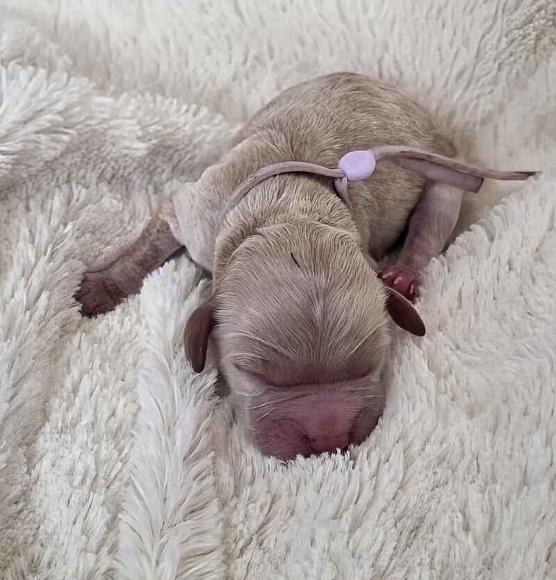 Apricot Cavapoo female  puppy 