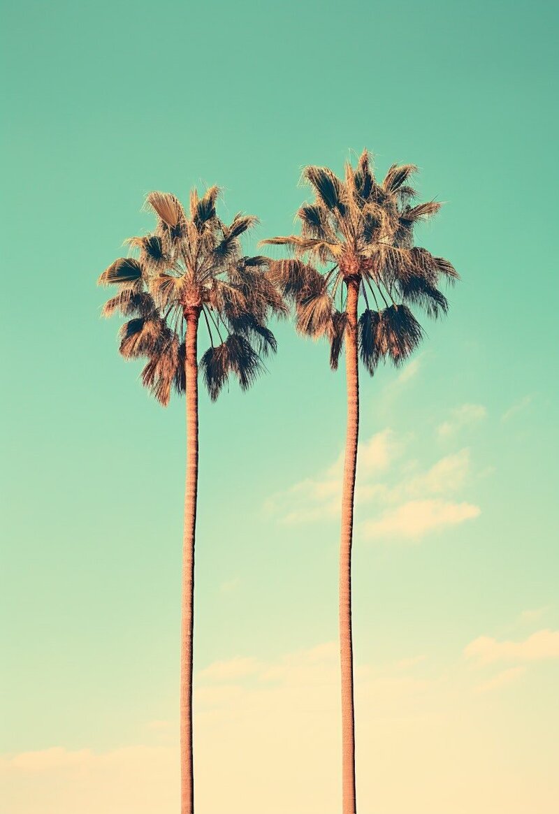 Serene Sky and Majestic Palms