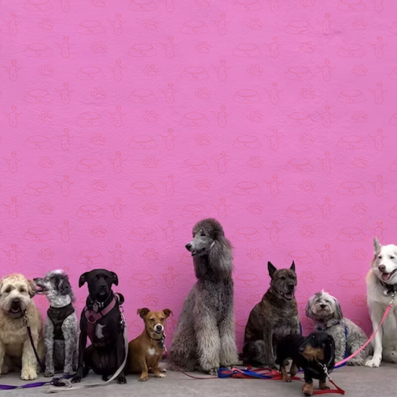 It shows multiple dogs in front of a  wall that has the pattern created for the brand of this hotel and everything for pets, dogs and cats.