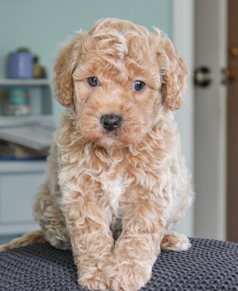 Apricot Cavapoo Puppy