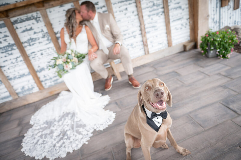 bride and groom kissing in the background while dog with tuxedo sits near camera